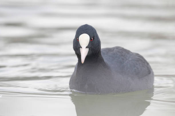 istock Coot swimming (Fulica atra) Close up Eurasian Coot 1155206624