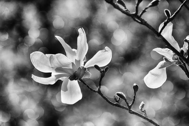 istock magnolia in the sun 1155208179