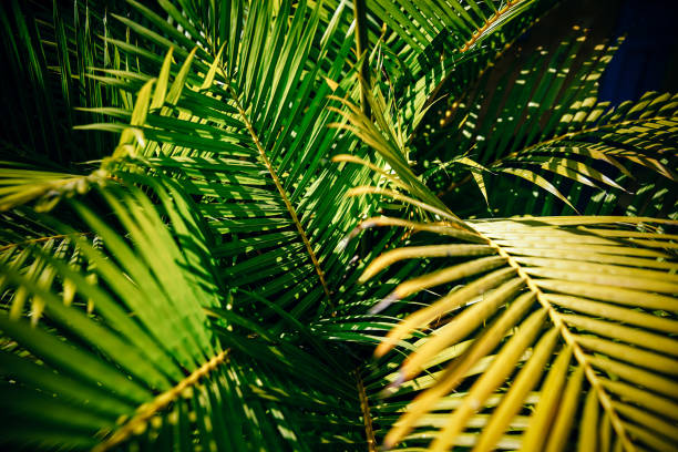 istock Close-up Shot of Palm Tree Leaves 1155208393