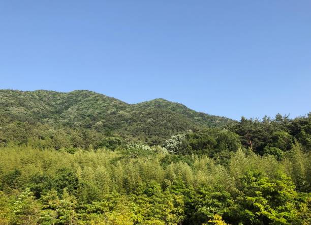 istock Landscape with green flowers and trees 1155208426