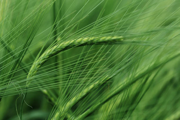 istock Green ears of barley 1155208575