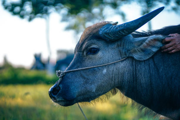 istock Close-up Shot of a Buffalo Face 1155208738