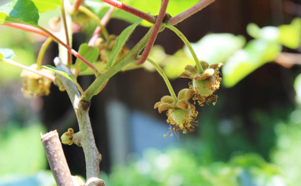 istock Very young Actinidia kiwi fruit on the branches from my organic garden 1155208794
