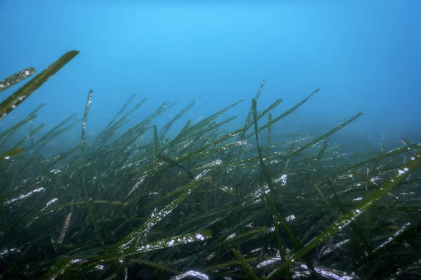 istock Sea Grass Underwater, Underwater Close up Green Sea Grass 1155208985