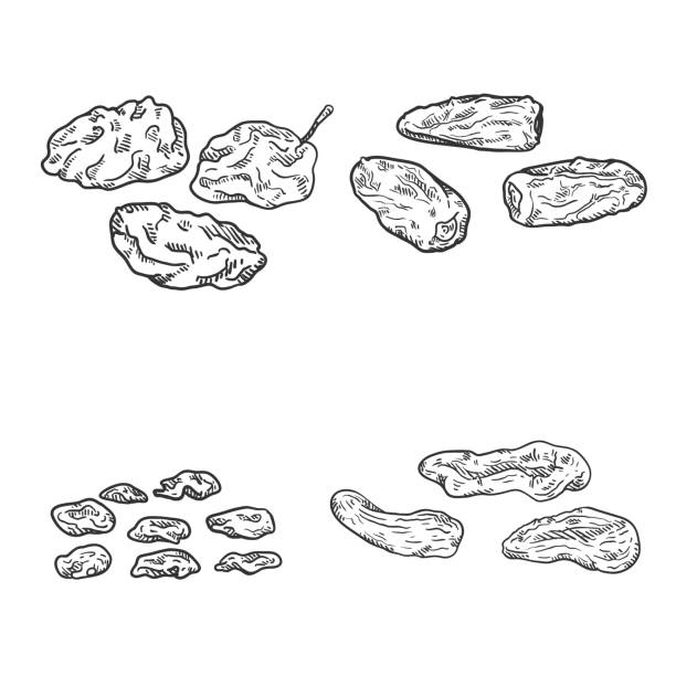 Vector Set of Sketch Dried Fruits. Vector Set of Sketch Dried Fruits. Prune, Date Fruit, Raisin and Dried Apricot. raisin stock illustrations