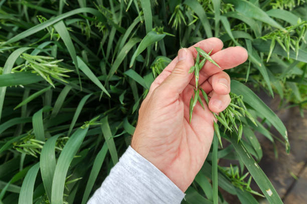 istock Farmer examining oat crops in field 1155209423