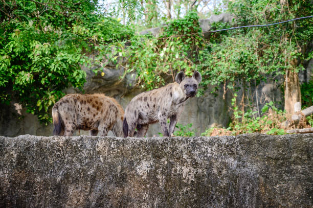Close up Hyenas at the zoo. Zoo animal concept