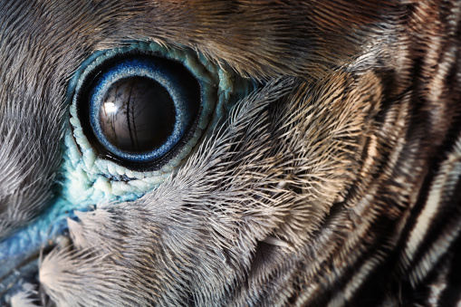 Close up of the eye of Zebra dove (Geopelia striata) ,traditional pet of Asia.