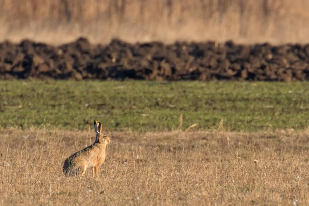 istock European Brown Hare (Lepus europeaus) hiding in field spring time 1155211118