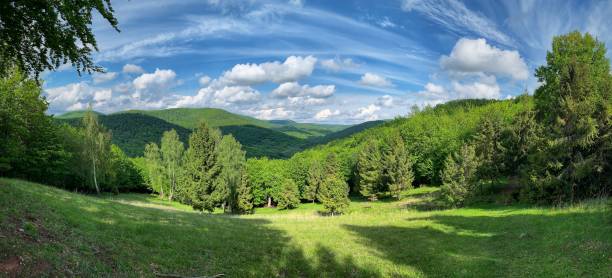 Beautiful landscape view. Meadow, trees, blue sky with some clouds, grass. Natural harmony.