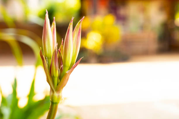 Beautiful White Lilies in the garden