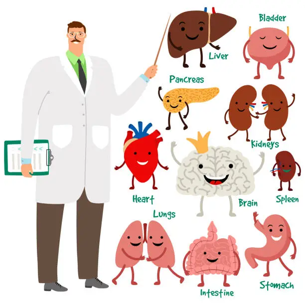 Vector illustration of Cute doctor and human internal organs vector illustration