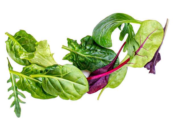 pile of salad leaves isolated on white background. green  salad with arugula, lettuce, chard, spinach and beets leaf. - lettuce endive abstract leaf imagens e fotografias de stock