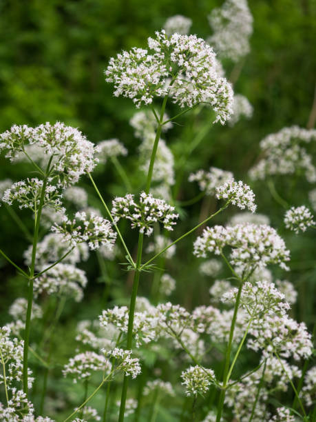 istock Blooming Valerian in the garden. 1155212925