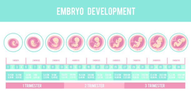 妊娠と胚、胎児の発達の段階を持つインフォグラフィック。 - ultrasound fetus development embryo点のイラスト素材／クリップアート素材／マンガ素材／アイコン素材