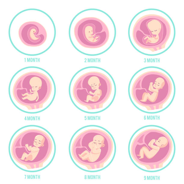ilustrações de stock, clip art, desenhos animados e ícones de infographic with stages of embryo, fetus development and pregnancy. - placenta baby childbirth newborn