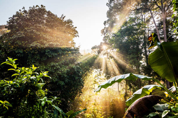 istock Sun ray view by the jungle bushes for text adding background 1155213760