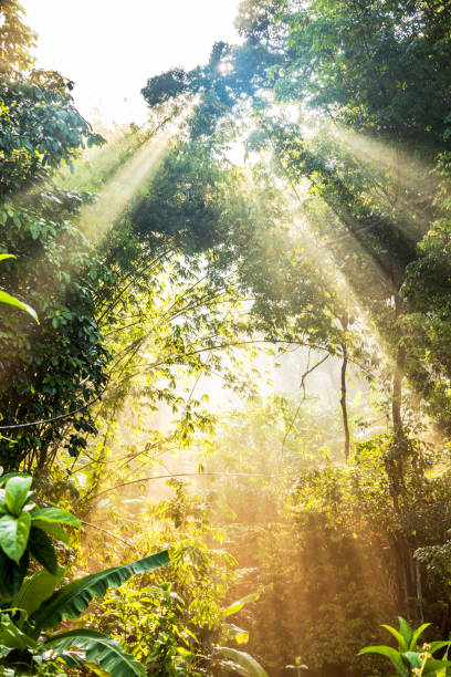 istock Sun ray view by the jungle bushes for text adding background 1155213795