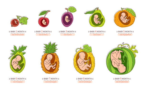 ilustraciones, imágenes clip art, dibujos animados e iconos de stock de embrión mes crecimiento etapa del embarazo desarrollo fetal iconos de infografía plana - feto etapa humana