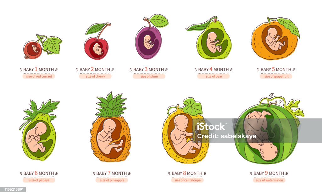 Embryo Month Stage Growth Pregnancy Fetal Development Vector Flat Infographic Icons Stock Illustration - Download Image Now - iStock Embryo Month Stage Growth Pregnancy Fetal Development Vector Flat Infographic Icons Stock Illustration - Download Image Now - iStock