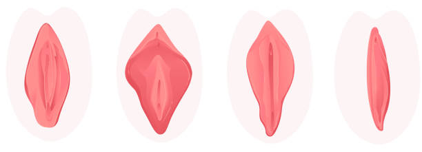 ベクトル膣矯正整形手術フラットアイコン - vagina点のイラスト素材／クリップアート素材／マンガ素材／アイコン素材