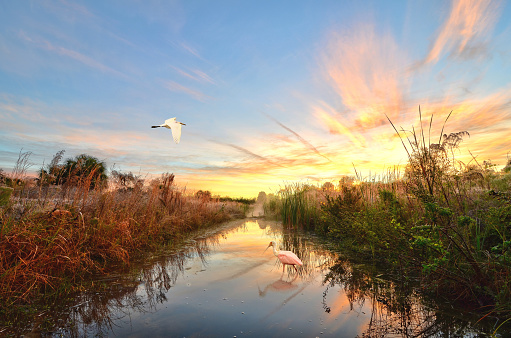 This gorgeous photograph was shot during the morning sunrise. It features a Roseate Spoonbill and Great White Heron sharing a glassy body of water.