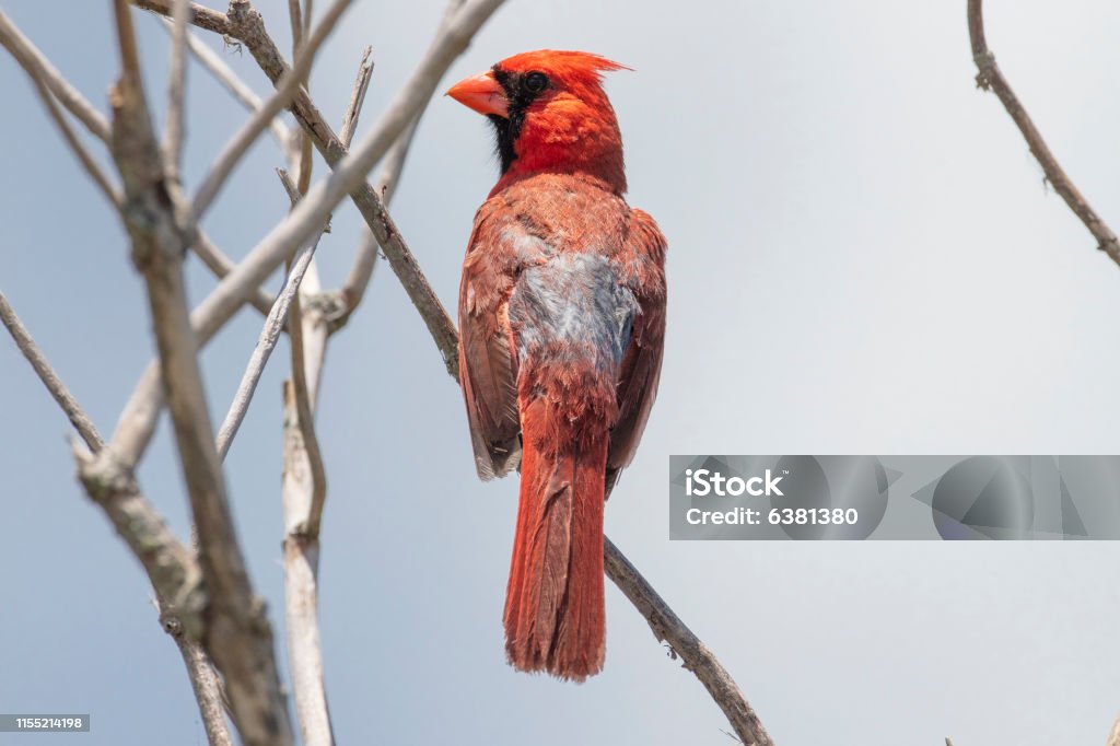 Male Cardinal Animal Stock Photo