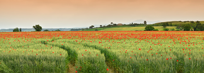 spectacular Tuscany spring landscape with red poppies in a green wheat field, near Monteroni d'Arbia, (Siena) Tuscany. Italy, Europe.