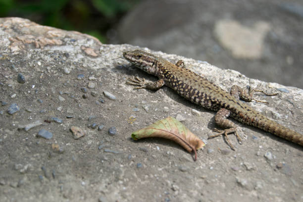 istock Little lizzard on the nature 1155215486