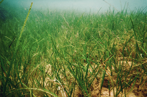 Underwater Green Sea Grass, Sea Grass Underwater