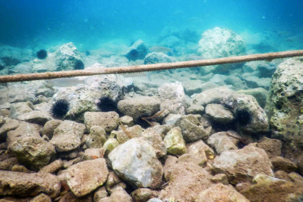 istock Old Rope View from Underwater in the Caribbean Ocean 1155219079