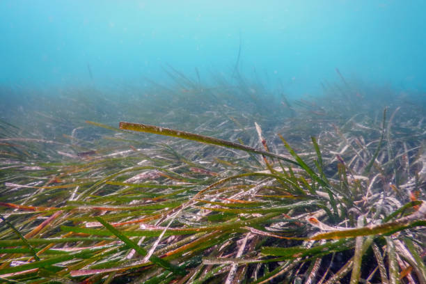 istock Underwater Green Sea Grass, Sea Grass Underwater 1155219326