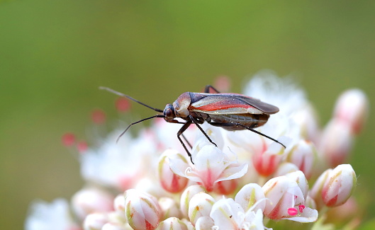 European firebug - a pair close up. Spring time activity. Handheld macrophotograph.