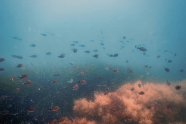 istock Fish School Underwater. Fishes underwater background. 1155219447