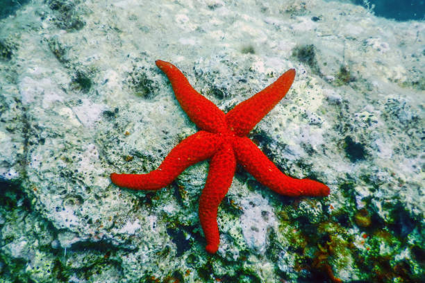istock Red Starfish on the Sea Floor (Echinaster sepositus) Underwater 1155219534