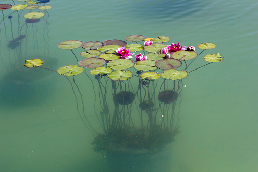 Water Lily Flower - Beautiful Pink Lotus Flower