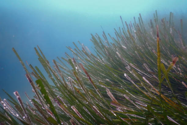 istock Underwater Green Sea Grass, Sea Grass Underwater 1155220626