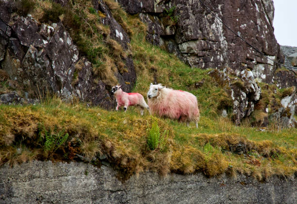 istock Sheep at the Ring of Kerry. 1155222323