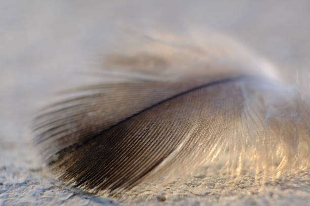 istock close up photo of bird feather 1155222347