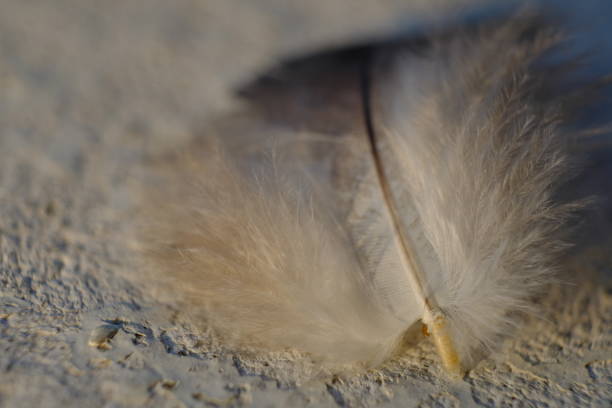 istock close up photo of bird feather 1155222509
