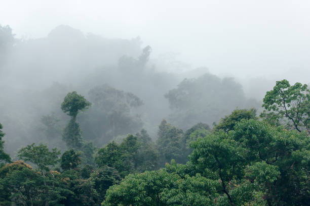 istock Forest in nature during rainy season 1155222777