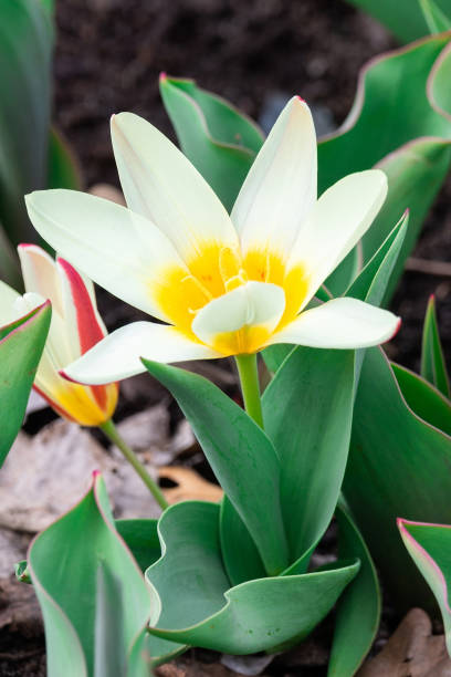 istock flower white Botanical Tulip 1155222799