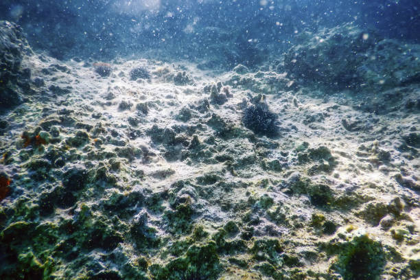 istock Underwater Scene Sunlight, fish Underwater Life. 1155223330