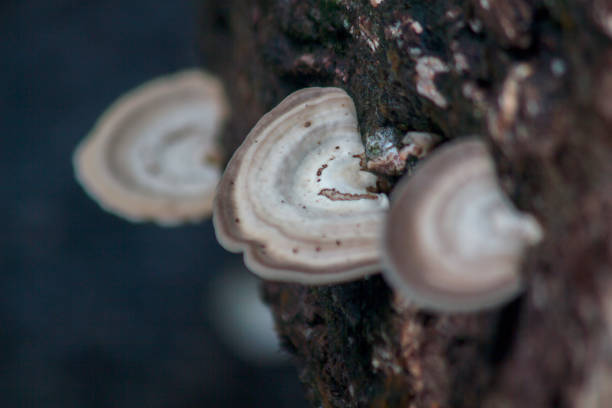 białe grzyby na drewnie - orange mushroom asia brown zdjęcia i obrazy z banku zdjęć