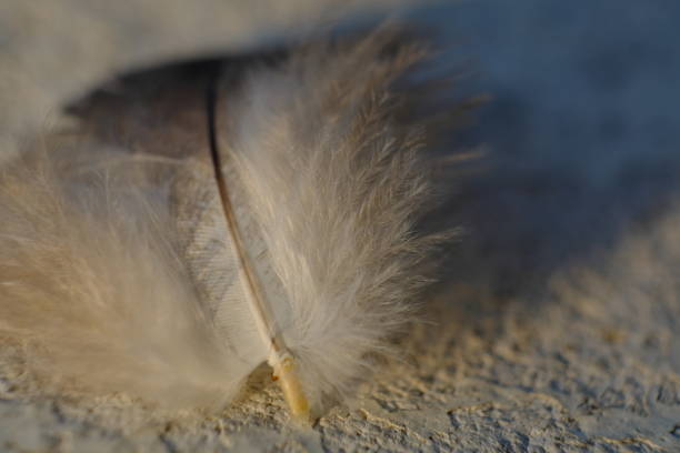 istock close up photo of bird feather 1155223375