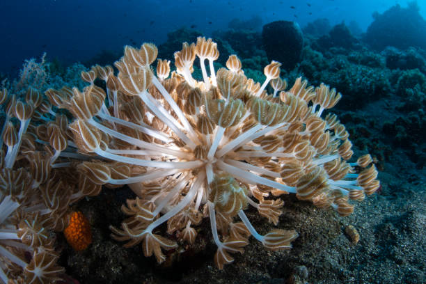 istock Soft Coral Colony Backlit on Reef in Indonesia 1155223675
