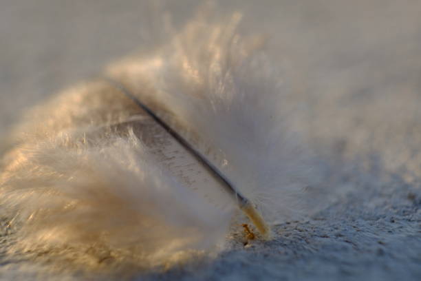 istock close up photo of bird feather 1155223683