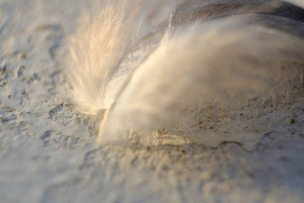 istock close up photo of bird feather 1155223973