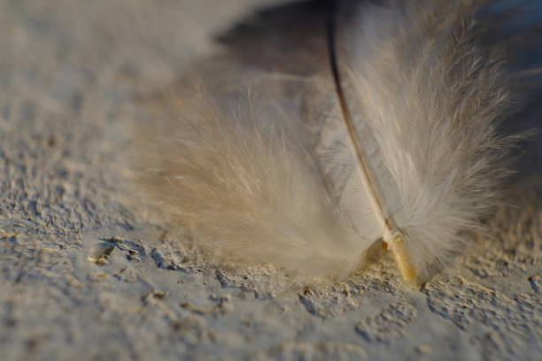 istock close up photo of bird feather 1155225193