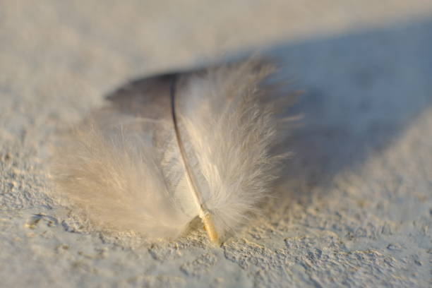 istock close up photo of bird feather 1155225617